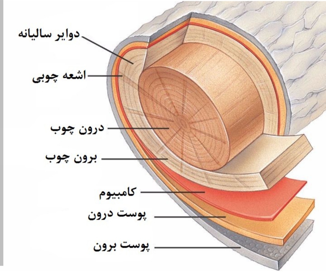 ساختمان چوب